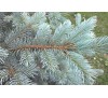 Ель колючая Глаука (Glauca) С3